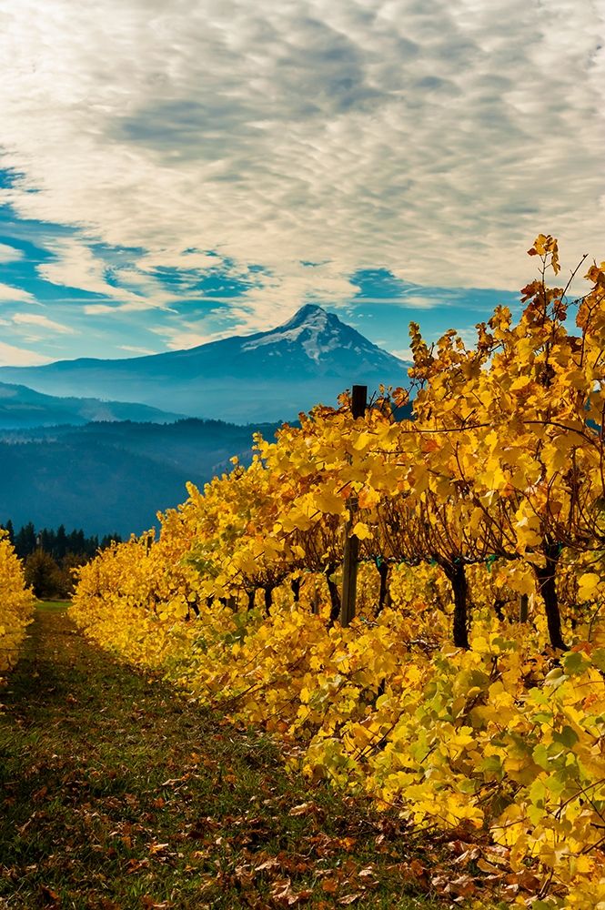Morning light on the changing fall colors of a Columbia River Gorge vineyard
